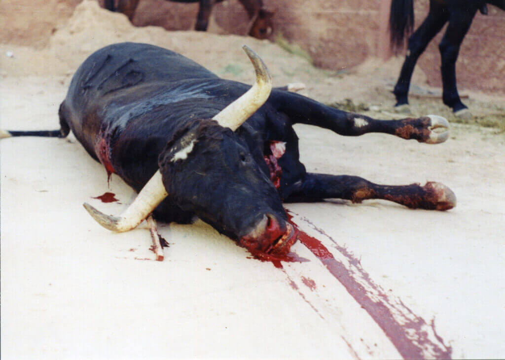 PWL is dead. So what happens to the PWL bull?